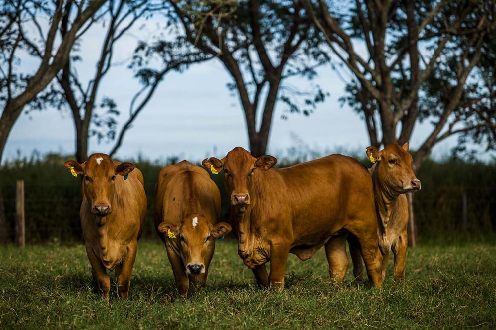 O Índice Montana, principal critério de seleção do programa de melhoramento genético da raça, é agora composto por 30% para Peso ao Sobreano (PSOB), 20% para Ganho de Peso ao Sobreano (GPSOB), 20% para Peso à Desmama (PD), 20% para Musculosidade (MUSC) e 