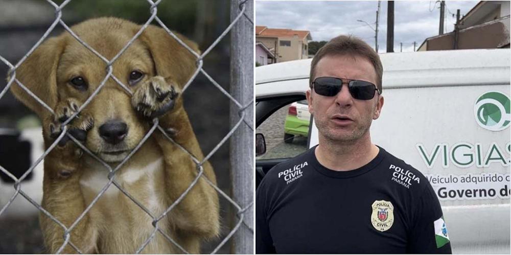 Polícia Civil de Piraí do Sul, em uma ação conjunta com a Vigilância Sanitária do município, resgatou mais de 25 cães que estavam sofrendo maus-tratos em um Pet Shop clandestino localizado no Centro da cidade.