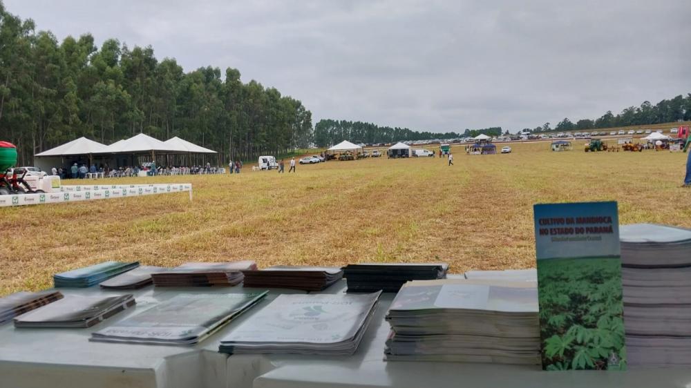 O Paraná atualmente é o segundo maior produtor nacional de mandioca, ficando atrás apenas do estado do Pará. 