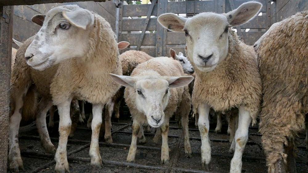 A Apisco faz mais um entrega de cordeiros para a parceria Cordeiro Castrolanda, reunindo animais de diversas propriedades para obter melhores preços e qualidade na hora do abate. Foto Toninho Anhaia