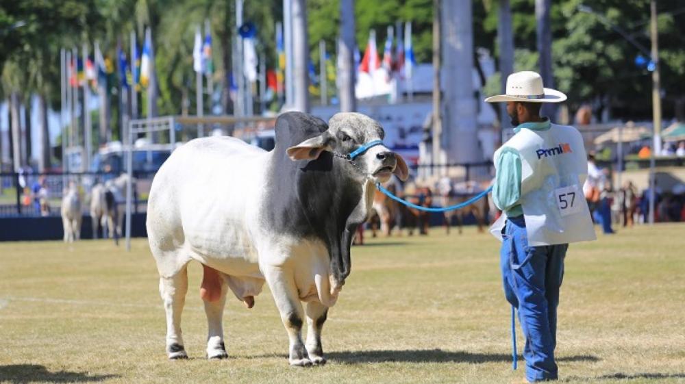 Criadores orgulhosos exibem seus melhores exemplares na maior feira de pecuária zebuína do mundo #ABCZEquishow2023