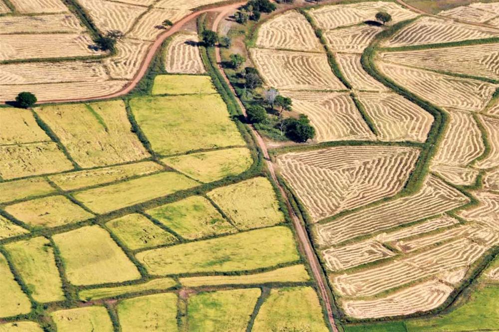 Rio Grande do Sul, Santa Catarina e Tocantins respondem por 1,2 milhão dentre 1,3 milhão do total de hectares de arroz identificados no Brasil. Foto Ascom/Ana