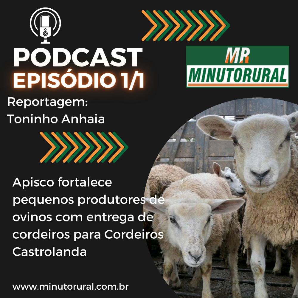 A parceria da Apisco com o Cordeiro Castrolanda é uma alternativa promissora para a agricultura familiar da região. Foto Toninho Anhaia.