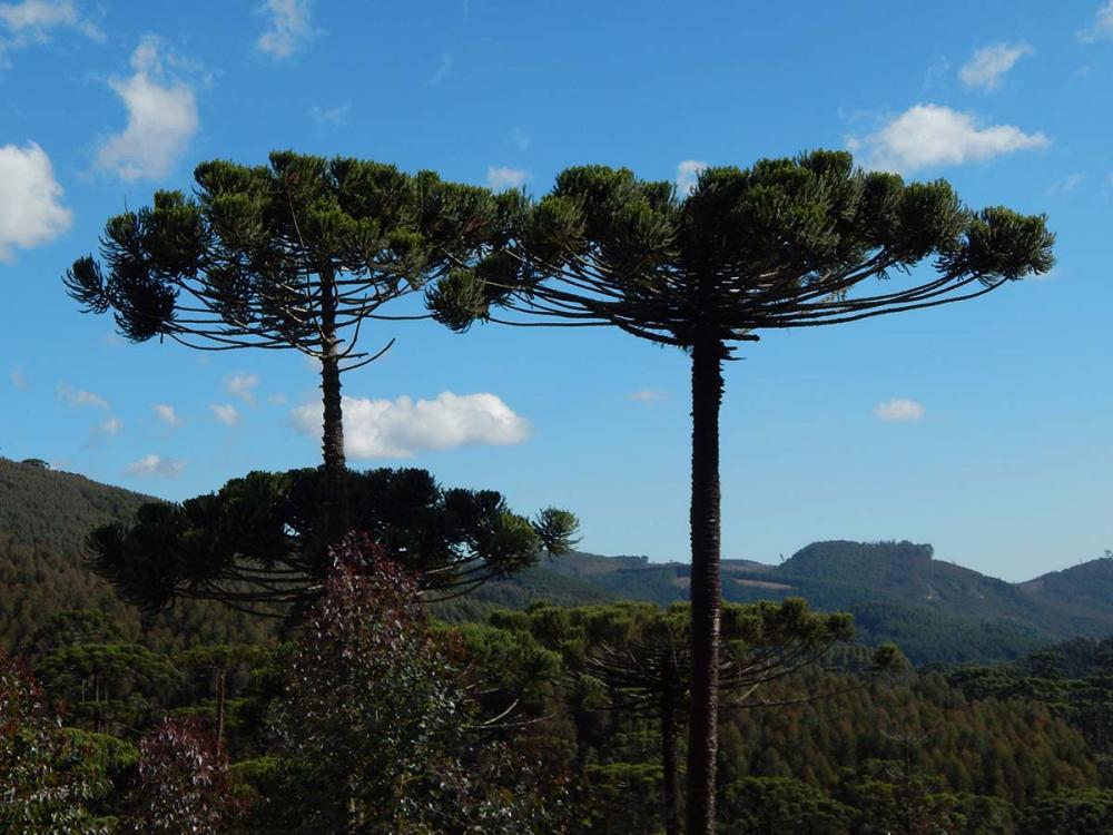 Araucária da Fazenda Levantina | Foto: Divulgação