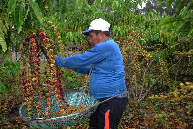 Colheita do café em Silves, Amazonas - Foto: Síglia Souza