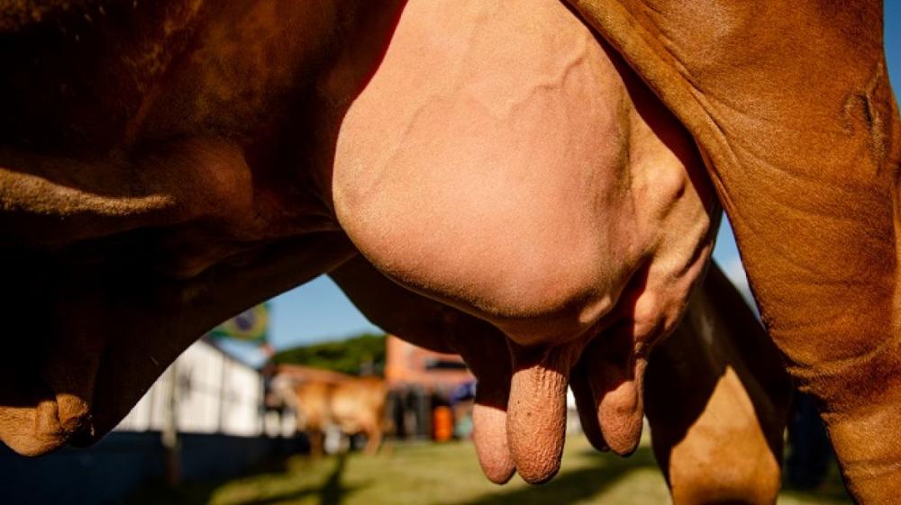 Cerimônia foi realizada na sexta-feira (5) no Parque Fernando Costa