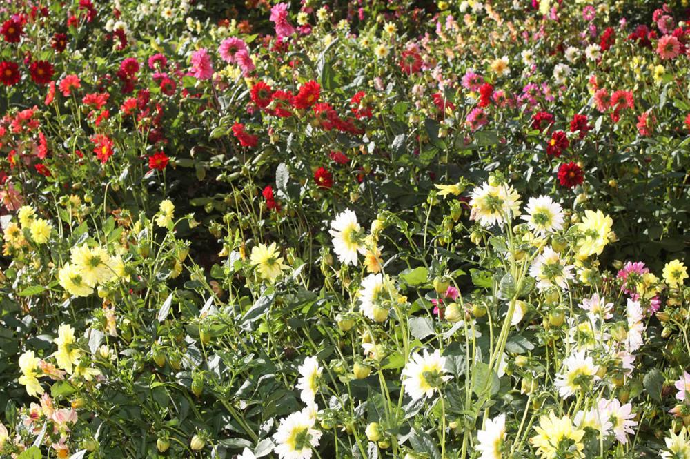 Ainda que o percentual seja diminuto frente à envergadura dos negócios da agropecuária, a floricultura é importante para a diversificação nas propriedades rurais. Foto AEN.