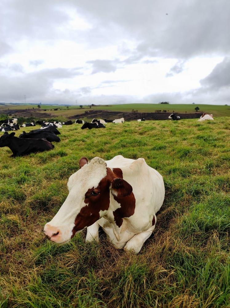 A ferramenta escolhida para o cálculo e inventário foi a Cool Farm Tool (CFT), já utilizada por grandes players do agronegócio.