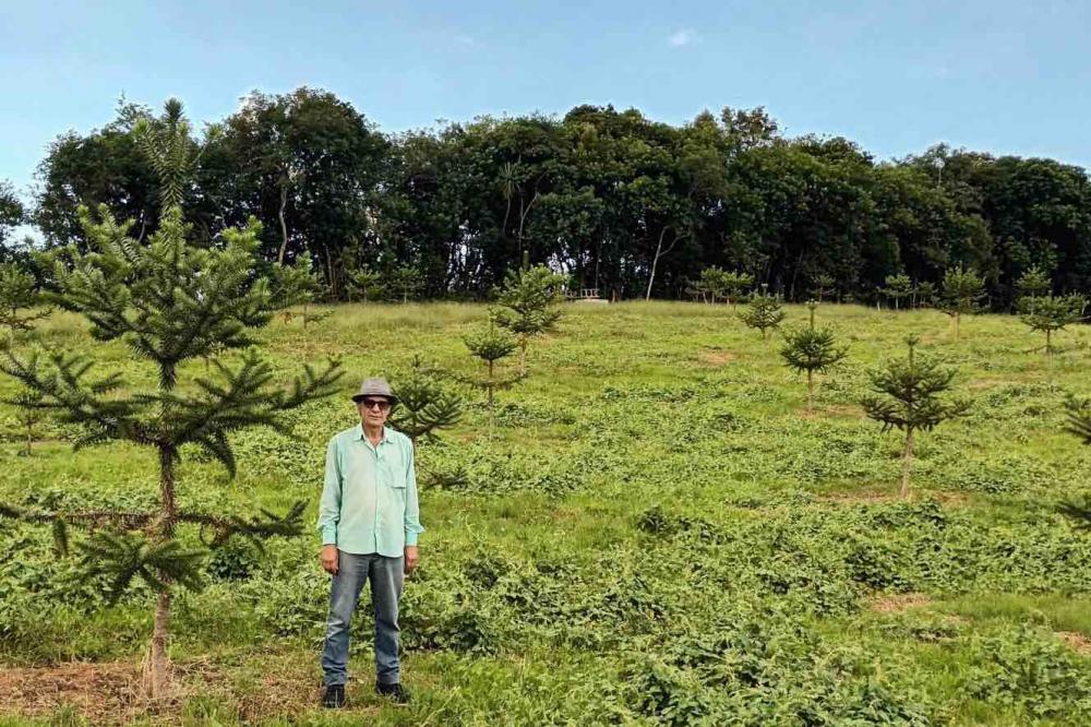 Com apoio do IDR, produtor investe em araucária enxertada que acelera produção de pinhão Foto: IDR