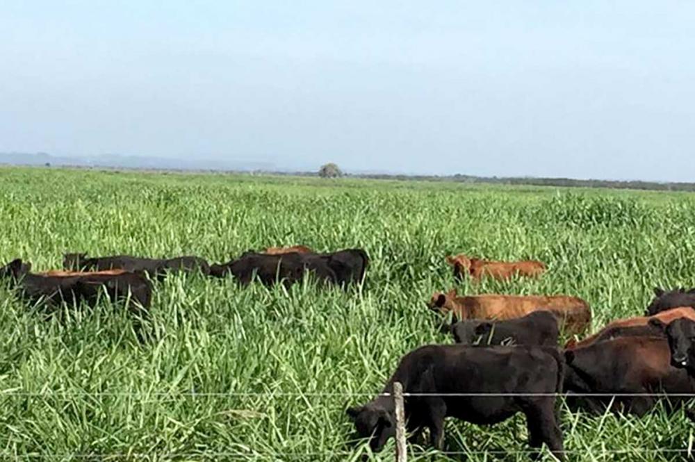 Um dos segredos é o investimento em animais de boa genética e pastagens de qualidade para manter de forma extensiva o sustento da boiada.