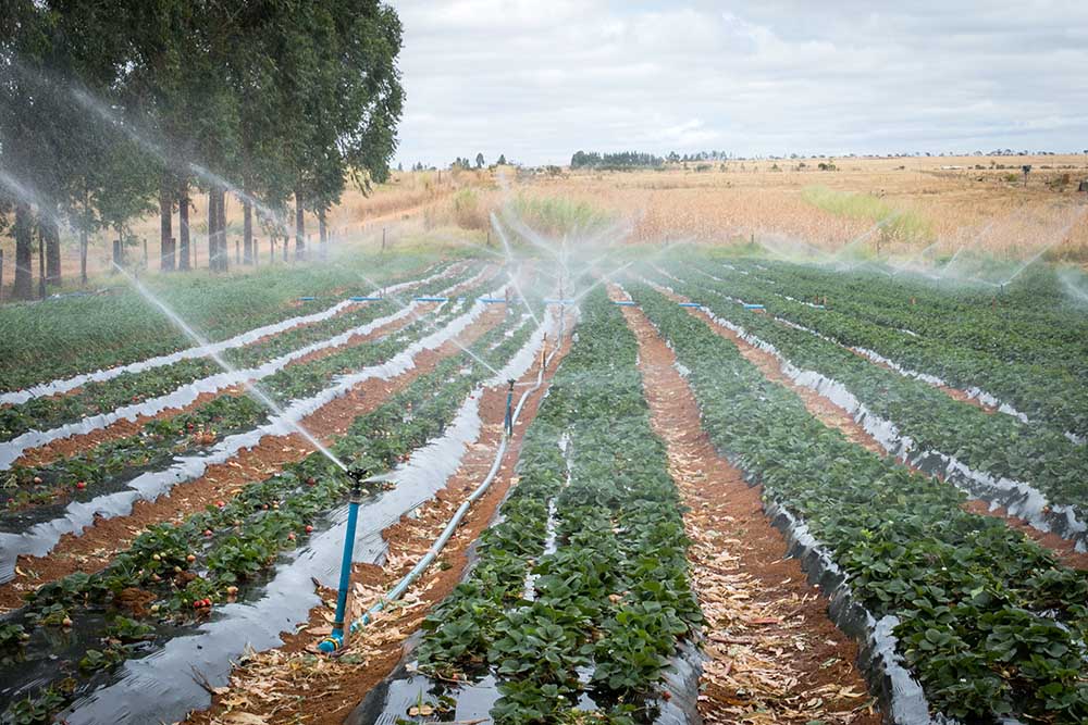 A área irrigada no Brasil representa 7,8% da área irrigada na China. O estado de Nebraska, nos Estados Unidos, sozinho irriga metade da área irrigada no Brasil. Foto Sistema CNA/Wenderson Araujo