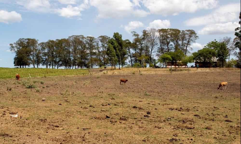 No recorte dos últimos 10 anos, os estados mais prejudicados na agropecuária foram a Bahia, Minas Gerais, Paraná e Rio Grande do Sul e o período mais afetado tanto pelo excesso de chuvas quanto pela seca foi no ano de em 2022. Foto: Fabio Rodrigues Pozzeb