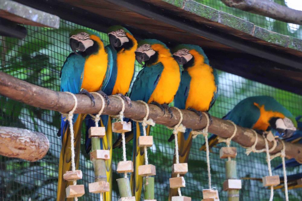 Criada pela Organização das Nações Unidas (ONU), o Dia Internacional da Biodiversidade busca conscientizar a população da respeito importância da diversidade biológica em todos os ecossistemas - Na foto, Parque das Aves em Foz do Iguaçu Foto: José Fernand