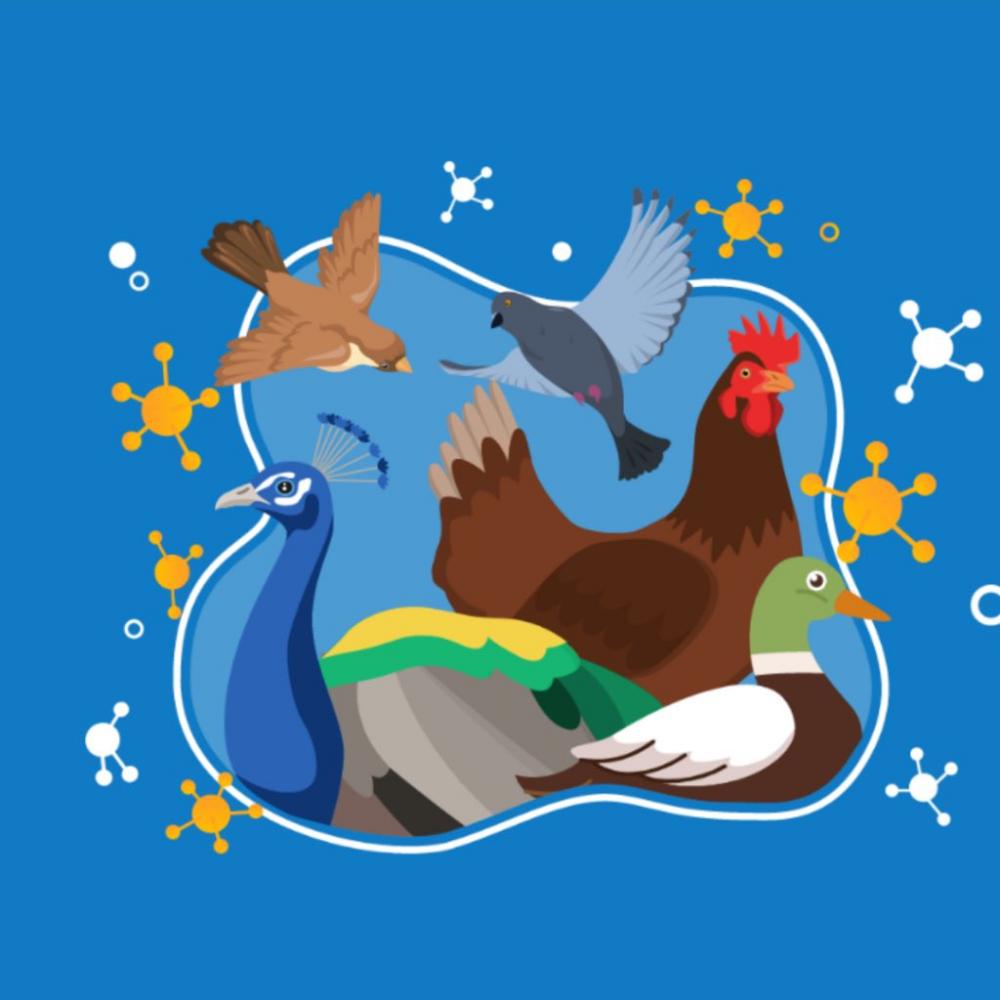 O Ato vale por 180 dias e é mais uma medida do Ministério da Agricultura e Pecuária (Mapa) para evitar que a doença chegue na produção de aves de subsistência e comercial, bem como para preservar a fauna e a saúde humana.