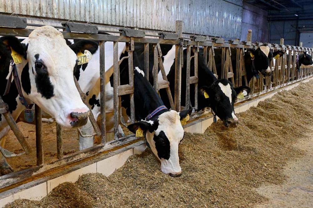 O cuidado com a mastite está no topo da lista das preocupações dos produtores de leite. Foto Toninho Anhaia