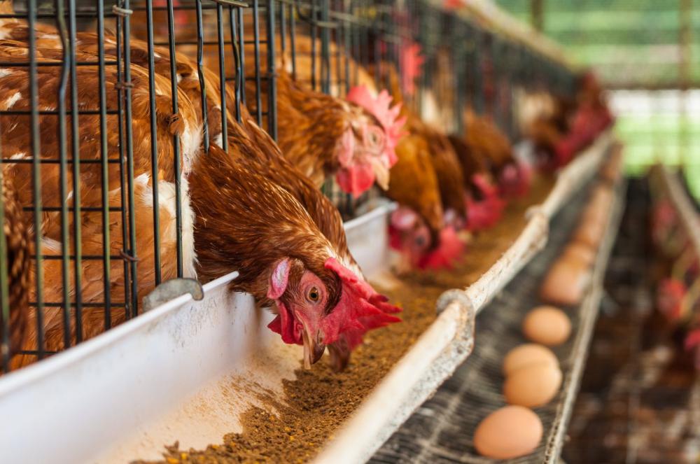 A dieta é um dos itens mais relevantes, já que corresponde a até 80% dos custos de produção.