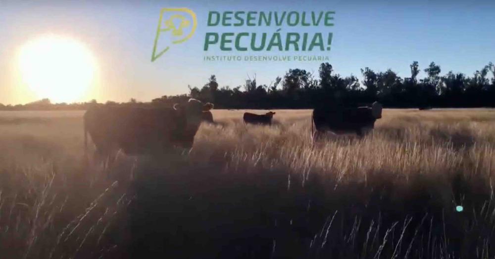 O programa de Carne Hiper Precoce e Super Precoce da CooperAliança foi tema nesta terça-feira, 23 de maio, de mais uma edição do Prosa de Pecuária.