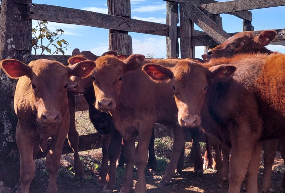 Para Davi Teixeira, sócio fundador e diretor da SIA, Serviço de Inteligência em Agronegócios, é neste momento que os criadores devem pensar na compra de terneiras. Foto: Christina Manfio/Divulgação