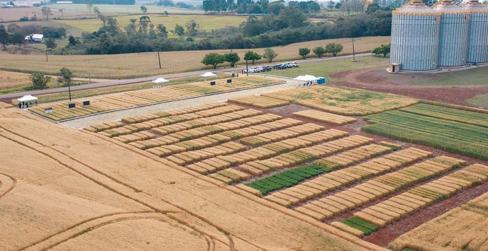 Focado em tecnologia, recomendações técnicas e tendências para a cadeia do trigo, a transmissão do do Dia de Campo acontece dia 27 de agosto. Foto Divulgação Biotrigo/Rafael Czamanski.