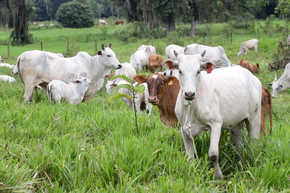 Paraná completa dois anos do status de área livre de febre aftosa sem vacinação neste sábado Foto: Arnaldo Alves/AEN