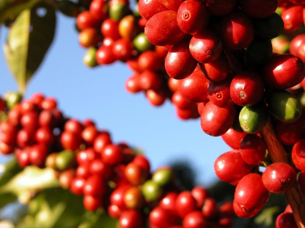 Minas Gerais é o maior estado produtor de café e a safra mineira corresponde à metade da produção nacional.