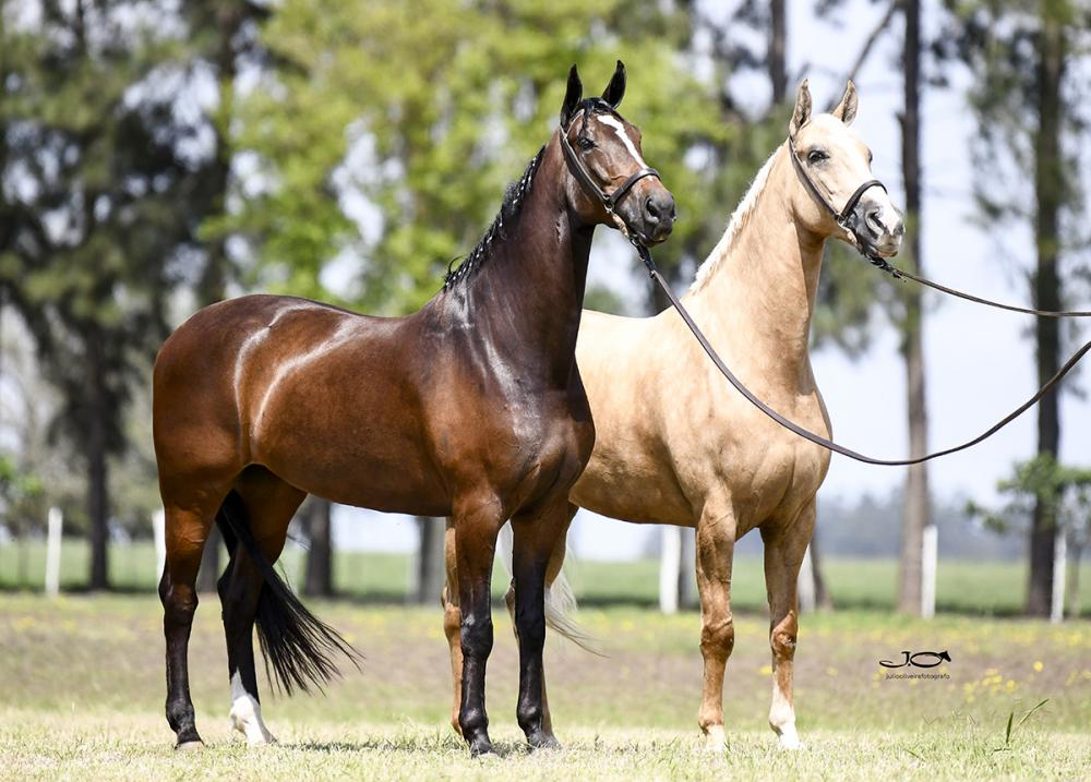 De acordo com a Associação Brasileira de Criadores de Cavalos da Raça Mangalarga (ABCCRM), que realiza a competição, mais de 250 animais foram inscritos para os julgamentos.