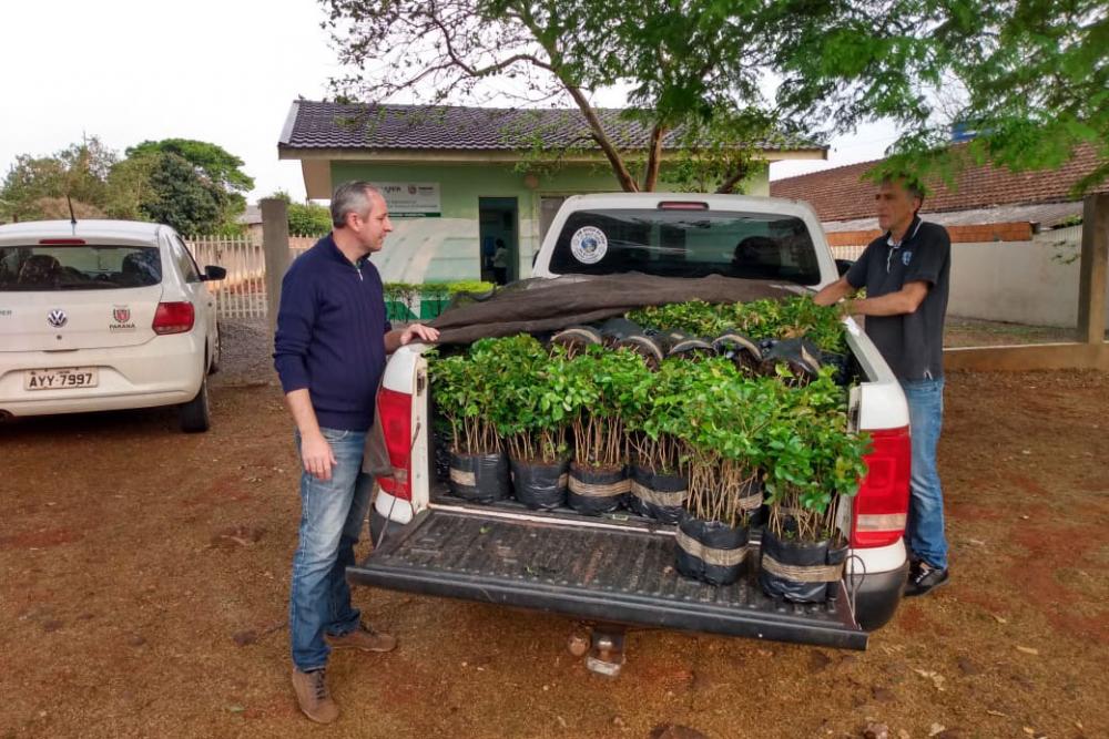 O total de mudas doadas pelos 19 viveiros do IAT equivale a cerca de 7 mil hectares restaurados ou uma nova fatia de área verde do Paraná correspondente a 7 mil campos de futebol