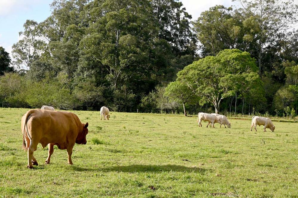 Os bancos brasileiros estão adotando medidas para combater o desmatamento ilegal na cadeia de carne bovina. Por meio de um novo normativo aprovado pelo Conselho de Autorregulação da Febraban. Foto Toninho Anhaia