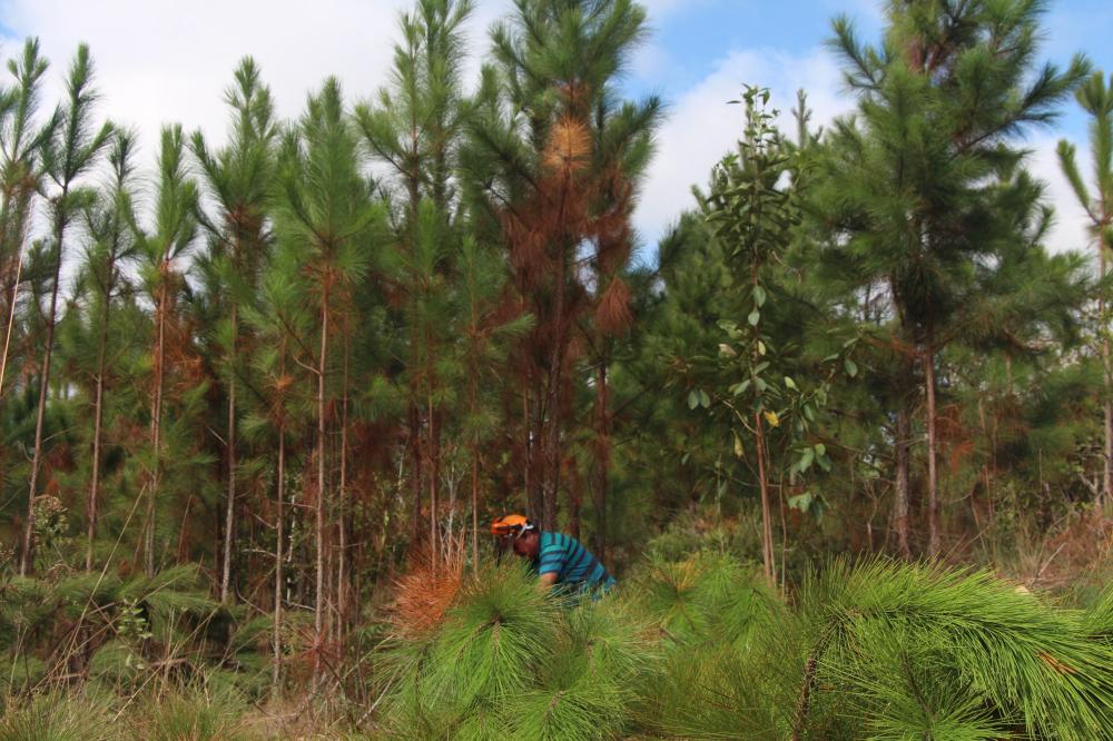 Instituto Água e Terra estabeleceu novos procedimentos para o cultivo para fins comerciais de pinus, gramíneas, árvores frutíferas, plantas ornamentais e para sombreamento e acácia-negra, todas consideradas plantas exóticas invasoras no Paraná. Foto: Eric