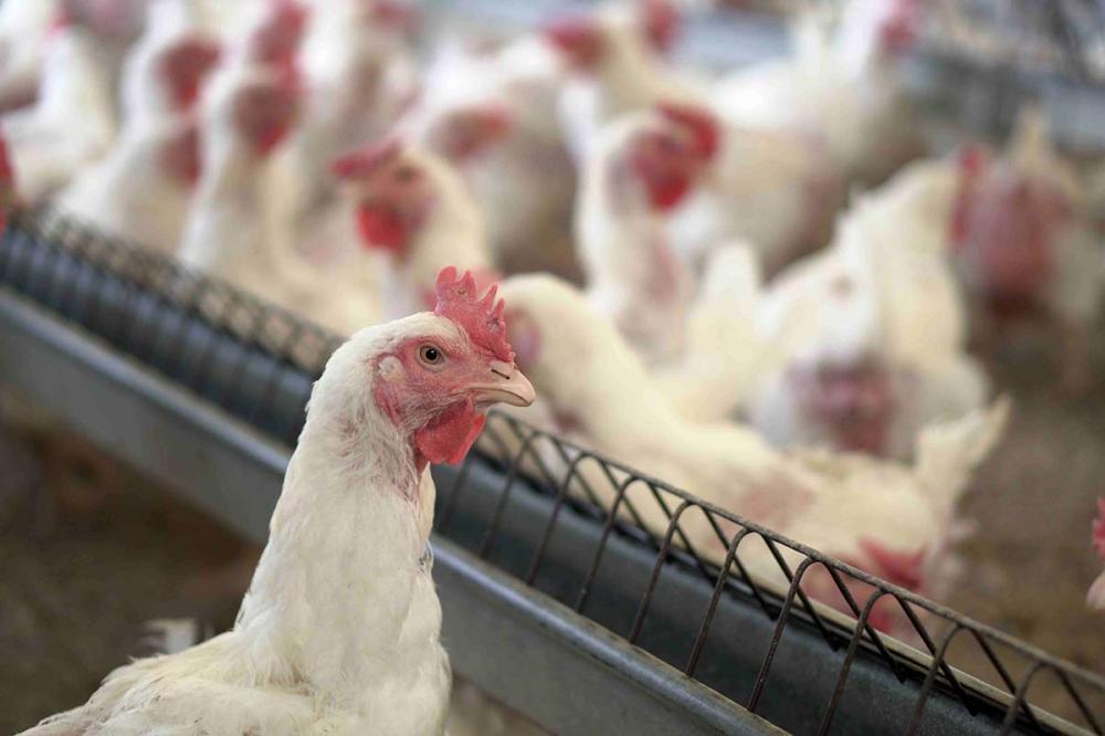 A correta ambiência é parte de um dos aspectos do bem-estar animal, ajudando na conversão alimentar e reduz os gastos com aquecimento, o que gera ganhos duplos com o uso racional de rações.