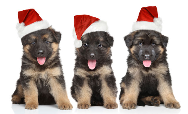 O médico veterinário das rações MAX, Marcello Machado, dá algumas dicas de como aproveitar o Natal e a virada do ano, ao lado do seu pet.