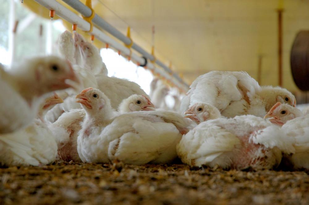 A criação comercial de aves utiliza práticas de biosseguridade para evitar a contaminação e prevenir a gripe aviária e doenças menos relevantes economicamente.