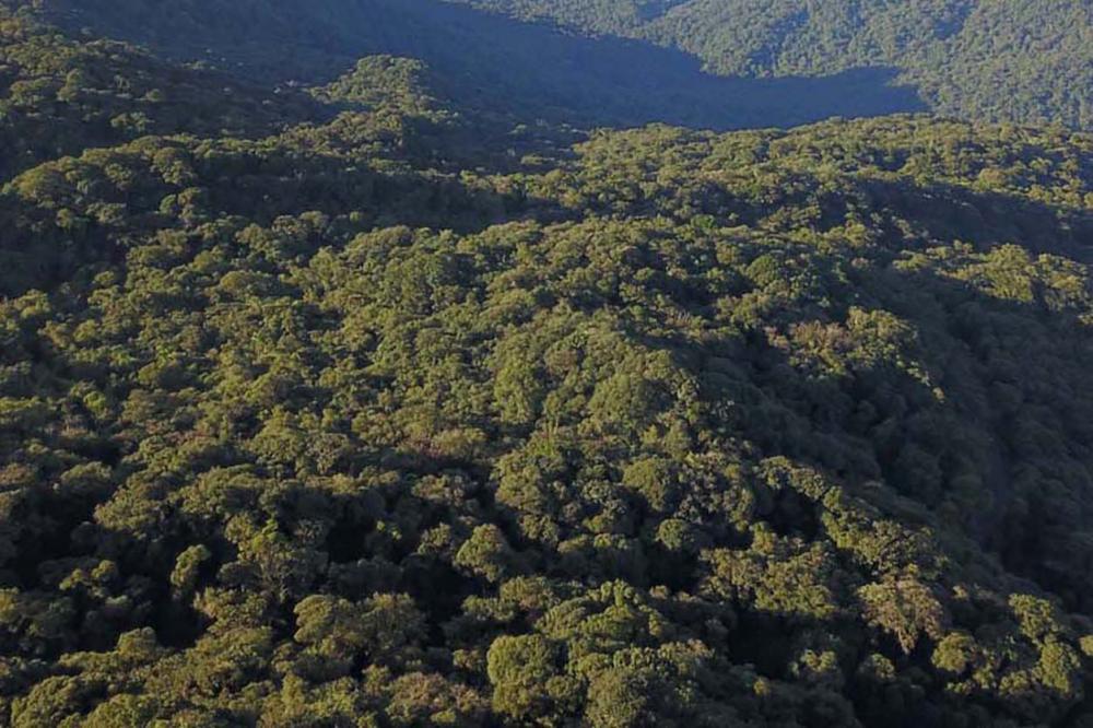 Desmatamento no Paraná reduziu 42% em 2022, aponta relatório do MapBiomas Foto: José Fernando Ogura/Arquivo AEN