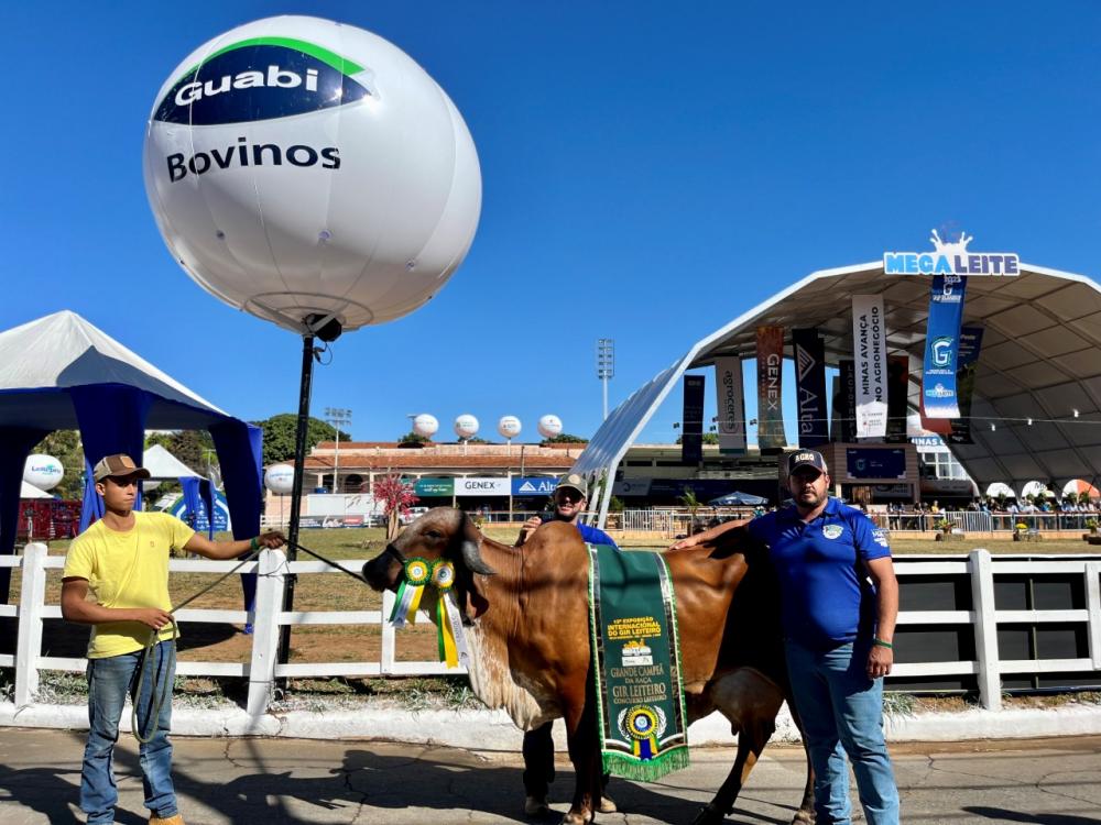 FÉ FIV F2, campeã vaca jovem e grande campeã da raça GIR do torneio leiteiro da Megaleite 2023. Foto: Divulgação/Guabi