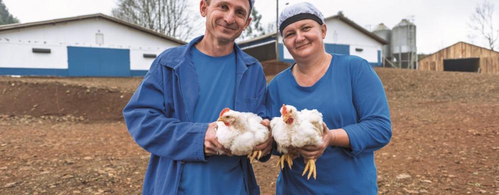 O Brasil é referência mundial em qualidade, status sanitário, sustentabilidade e produtividade, o que nos permite liderar as exportações mundiais de carne de frango e ocupar posição de destaque na produção de ovos, com mais de 1,3 mil unidades produzidas 