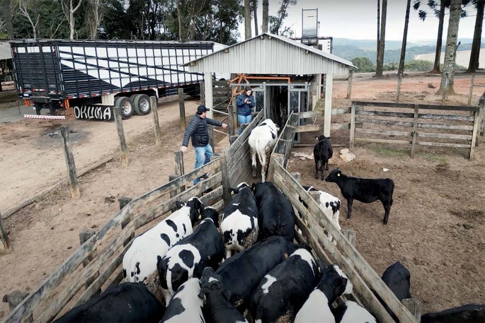 Cooperado da Frísia, em parceria com o Frigorífico Astra, alcança marco ao exportar bovinos de corte da raça holandesa para a China. Reprodução video Frisia.