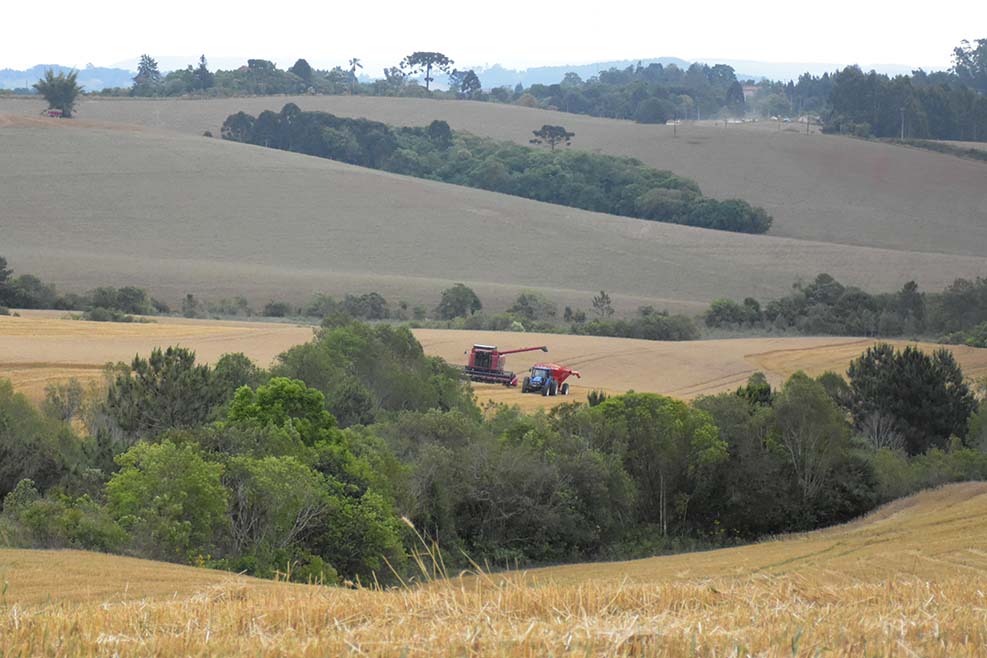 A área a ser colhida é de 76,6 milhões de hectares, 4,6% maior que a área colhida em 2022 com aumento de 3,4 milhões de hectares. Foto Toninho Anhaia