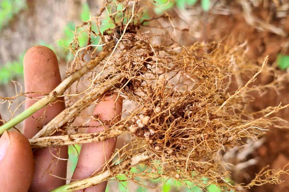 Fixação biológica de nitrogênio gera lucro e benefício ambiental na produção de soja, aponta IDR Foto: IDR-PARANÁ