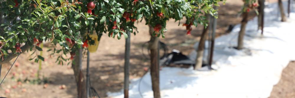 O olhar atento permite entender que o segredo para o sucesso da agropecuária israelense não é milagre, mas fruto do investimento em irrigação com inovação e alta tecnologia.