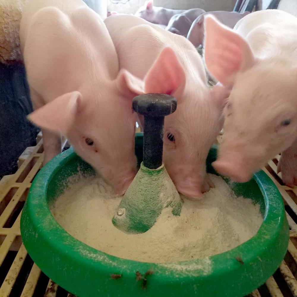 o principal desafio é fazer a troca do leite por ração sem trazer prejuízos à saúde animal, já que na fase de aleitamento o intestino do animal estará mais adaptado ao leite materno