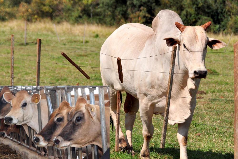 Segundo os veterinários, a fecundação cruzada pode ocasionar abortos, problemas no parto, retenção de placenta e desregulação do ciclo reprodutivo. Foto ilustrativa