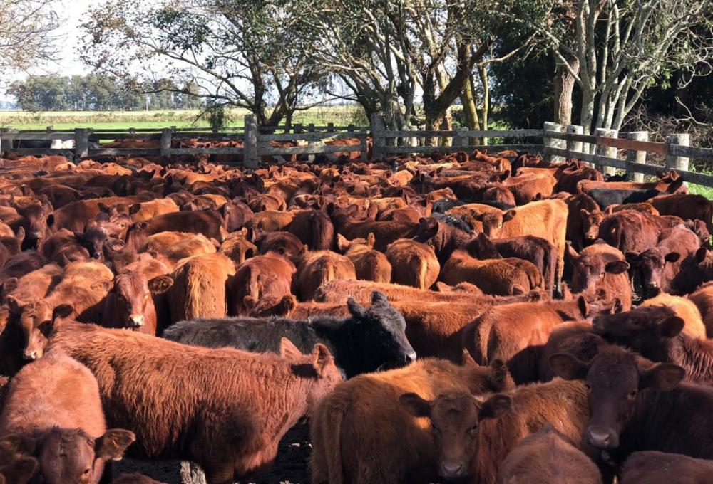 Com relação ao segundo semestre de 2023, a Comissão de Relacionamento com o Mercado do Desenvolve Pecuária, de acordo com Faria, não vê perspectivas de mudança de cenário. Divulgação