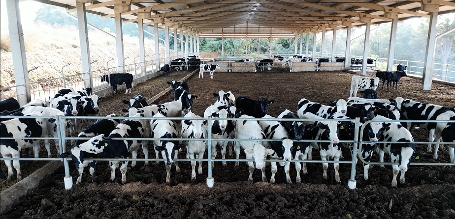 O gado holandês é um animal que, dependendo do sistema de produção, é capaz de produzir cortes cárneos de alta qualidade, com bom índice de marmoreio na criação de forma intensiva.