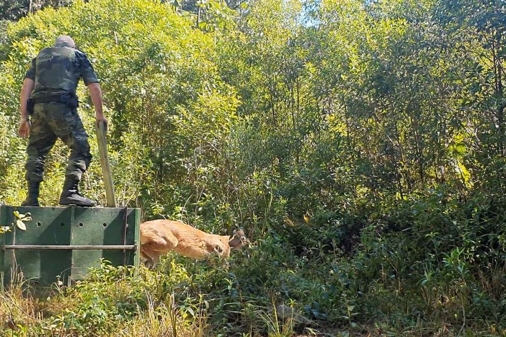 Ao encontrar animais deste porte em áreas urbanas, a orientação é acionar os órgãos competentes e não se aproximar. Foto AEN