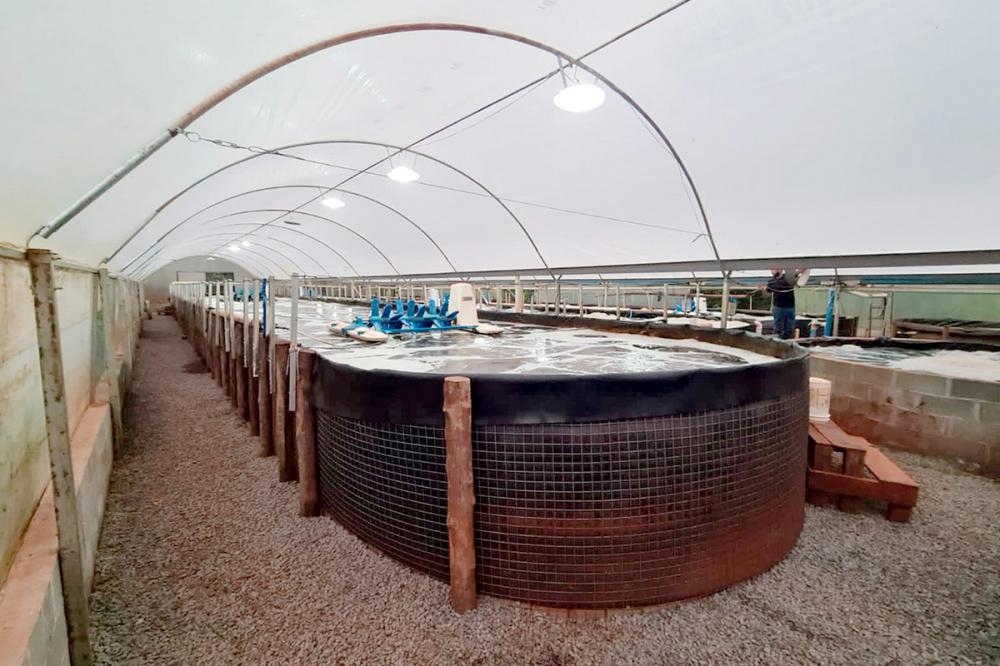 Inovação na piscicultura: cultivando tilápias com bioflocos em estufa de 1.000m².