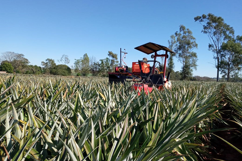 Segundo levantamentos dos extensionistas do IDR-Paraná, a receita média de um hectare de abacaxi é de R$ 40 mil, contra um custo de R$ 23,5 mil. Foto AEN