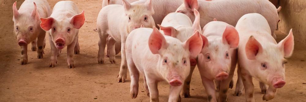 20%.Essa é a estimativa atual da quantidade de produtores independentes na suinocultura paranaense. No início de 2022, o percentual era de 35%.