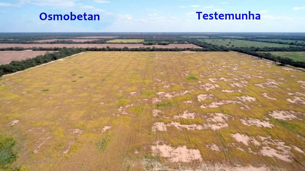 Área lado a lado na região do Chaco Paraguaio
