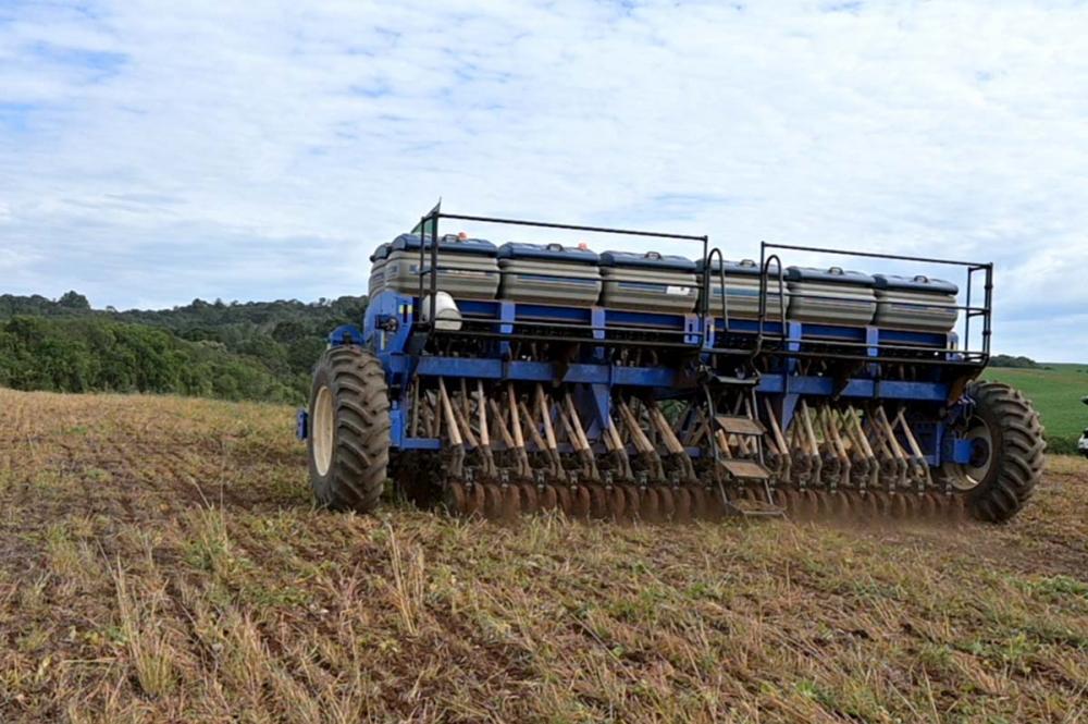 O fenômeno afeta principalmente os cultivos de cereais como trigo, cevada, aveia, triticale e centeio, que acabam sofrendo muito com o excesso de umidade. Plantio de trigo foto Toninho Anhaia.