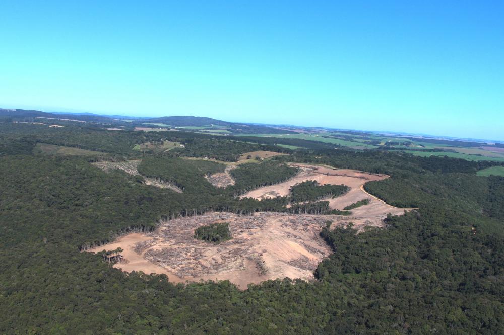 Área desmatada em Piraí do Sul equivale a pouco mais de 30 campos de futebol ou ao espaço territorial ocupado pelo Jardim Botânico de Curitiba Foto: Erica Fernanda/IAT